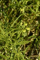 Ladeania lanceolata