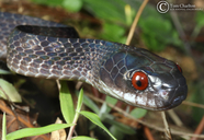 Mirkwood Forest Slug Snake