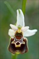 Ophrys holosericea ssp. tetraloniae