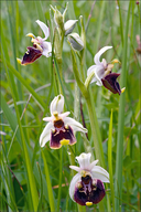 Ophrys holosericea ssp. tetraloniae
