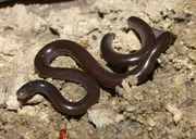 Indotyphlops braminus