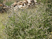 Salvia pinguifolia