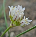 Allium textile