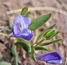 Scutellaria brittonii