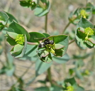 Euphorbia robusta