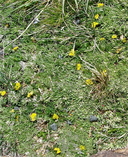 Oreoxis alpina