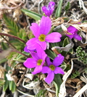 Primula angustifolia