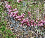 Trifolium nanum