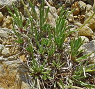 Erigeron nematophyllus