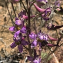 Delphinium parryi ssp. purpureum