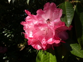 Rhododendron arboreum var. arboreum