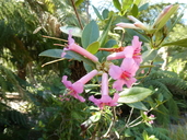 Rhododendron celebicum