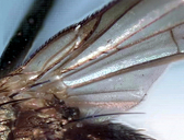 Bormeiermyia sp.
