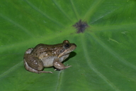 Reddish-brown White-lipped Frog
