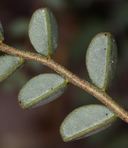 Astragalus preussii var. preussii