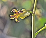 Streptanthus carinatus ssp. arizonicus