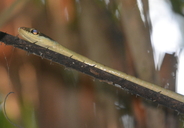 Dendrelaphis tristis