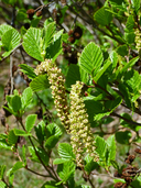 Alnus viridis ssp. viridis