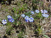 Alpine Perennial Flax