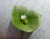 Claytonia perfoliata ssp. mexicana