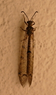 Four-spotted Antlion