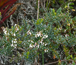 Gaultheria foliolosa