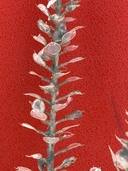 Alyssum simplex