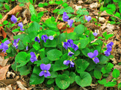 Viola septentrionalis