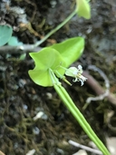 Streptanthus tortuosus ssp. truei