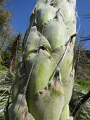 Puya alpestris ssp. zoellneri