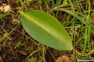 Fritillaria lanceolata var. tristulis