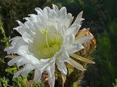 Echinopsis spachiana