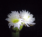 Echinopsis spachiana