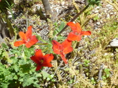 Pelargonium fulgidum