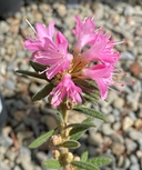 Rhododendron spiciferum