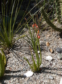 Pedilanthus macrocarpus