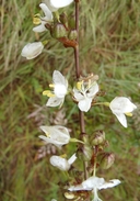 Libertia chilensis