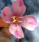 Clarkia purpurea ssp. quadrivulnera