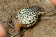 Eleutherodactylus jamesdixoni