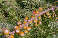 Juniperus oxycedrus ssp. oxycedrus