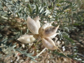 Astragalus magdalenae var. magdalenae
