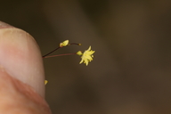 Eriogonum trichopes