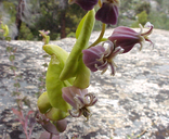 Streptanthus tortuosus