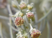 Artemisia californica