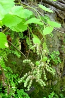Boykinia rotundifolia