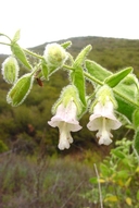 Lepechinia fragrans