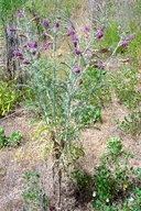 Astragalus brauntonii