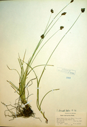 Carex microptera