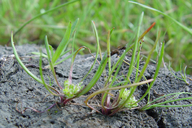 Dwarf Peppergrass