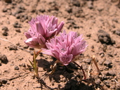 Allium parvum